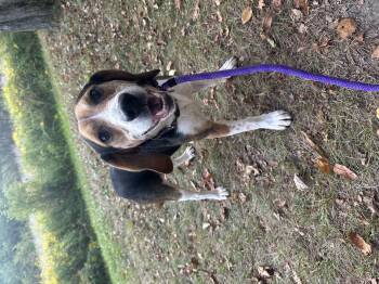Rescue Beagle Dogs for Adoption in Olean, New York - Montgomery Gator | PetCurious