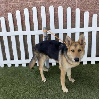Rescue German Shepherd Dog Dogs for Adoption in Modesto, California - SUNNY | PetCurious