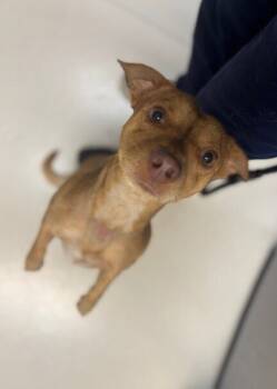 Rescue Chihuahua Dogs for Adoption in San Luis Obispo, California - Poncho | PetCurious