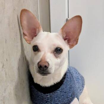 Rescue Chihuahua Dogs for Adoption in Cumming, Georgia - Flopsy | PetCurious