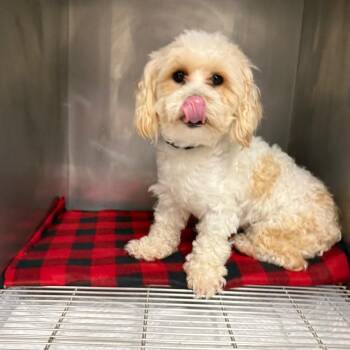TXAC-Stray-19853 -  Miniature Poodle and Shih Tzu Dog Available for Adoption in Portland, Texas - TXAC-Stray-19853 | PetCurious