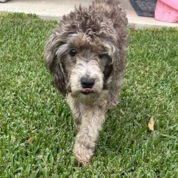 Blaine -  Miniature Poodle Dog for Adoption in Baton Rouge, Louisiana - Blaine | PetCurious