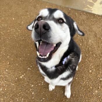 Mixed Breed Dogs Available for Adoption - Fluffy | PetCurious