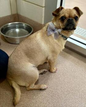 Pug Dogs Available for Adoption in Novato, California - Amber | PetCurious