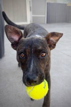 Plott Hound Dogs Available for Adoption - Dixie | PetCurious