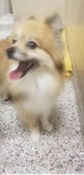 Ashlee -  Pomeranian Dog for Adoption in Tifton, Georgia - Ashlee | PetCurious