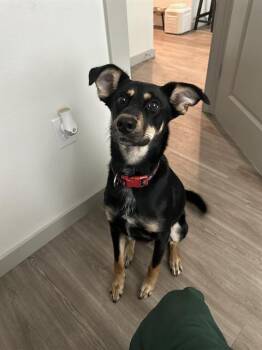 Rescue German Shepherd Dog Dogs for Adoption in San Antonio, Texas - ROXXIE | PetCurious