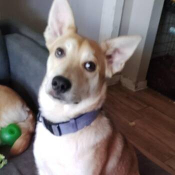 Labrador Retriever and Mixed Breed Dogs Available for Adoption - Ace | PetCurious