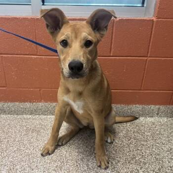 CURRY -  German Shepherd Dog and Boxer Dog for Adoption in Pueblo, Colorado - CURRY | PetCurious