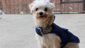 Maltese Dogs Available for Adoption - Peanut | PetCurious