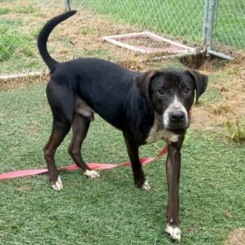 Pickler -  Mixed Breed Dog for Adoption in Bennettsville, South Carolina - Pickler | PetCurious