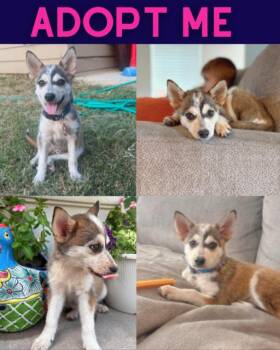 Aspen -  Siberian Husky and Mixed Breed Dog for Adoption in Boulder, Colorado - Aspen | PetCurious