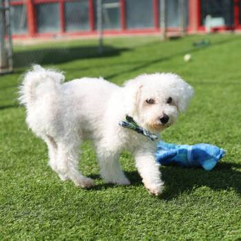 Henry -  Bichon Frise Dog for Adoption in Evansville, Indiana - Henry | PetCurious