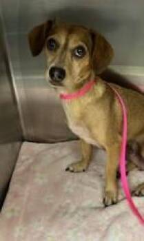 Gravy -  Dachshund and Mixed Breed Dog for Adoption in Kansas City, Missouri - Gravy | PetCurious
