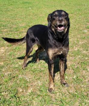 German Shepherd Dog and Labrador Retriever Dogs Available for Adoption in Lawrenceburg, Tennessee - Selene | PetCurious