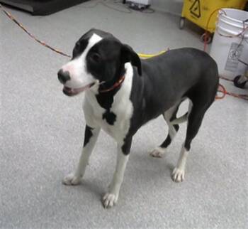 A185350 -  Pit Bull Terrier and Mixed Breed Dog for Adoption in Pasadena, Texas - A185350 | PetCurious