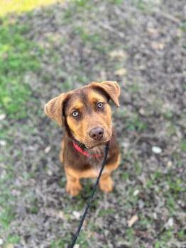 Labrador Retriever and Hound Dogs Available for Adoption - Ollie | PetCurious