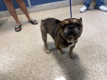 SONIC -  French Bulldog Dog for Adoption in Doral, Florida - SONIC | PetCurious