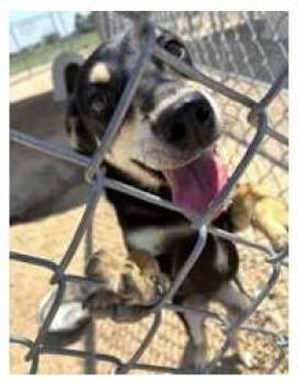 ANGEL -  Miniature Pinscher Dog for Adoption in Loveland, Colorado - ANGEL | PetCurious