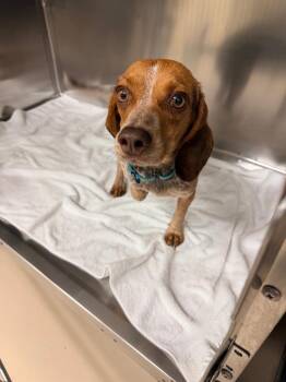 Rose -  Beagle Dog for Adoption in Mineral, Virginia - Rose | PetCurious