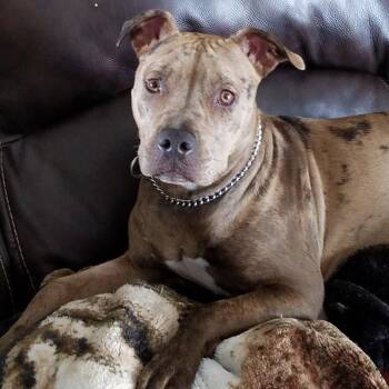 Lexa -  Pit Bull Terrier Dog for Adoption in Bristol, Indiana - Lexa | PetCurious