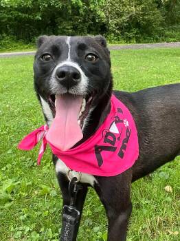 Flower -  Terrier Dog for Adoption in Greensburg, Pennsylvania - Flower | PetCurious
