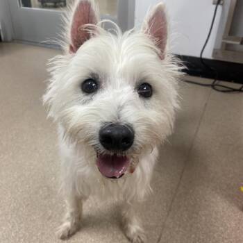 Lilo A2276155 -  West Highland White Terrier Westie Dog for Adoption in Los Angeles, California - Lilo A2276155 | PetCurious