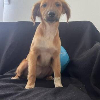 Trinity Rodman -  Mixed Breed Dog for Adoption in Toms River, New Jersey - Trinity Rodman | PetCurious
