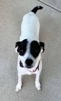 Flora -  Jack Russell Terrier and Mixed Breed Dog for Adoption in Severance, Colorado - Flora | PetCurious
