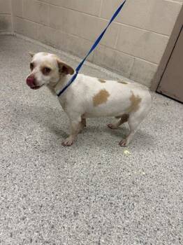 A430128 -  Chihuahua and Mixed Breed Dog for Adoption in Conroe, Texas - A430128 | PetCurious