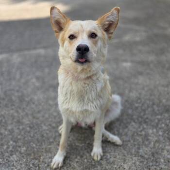 Retriever and Shepherd Dogs Available for Adoption in Chattanooga, Tennessee - Mama Violet | PetCurious