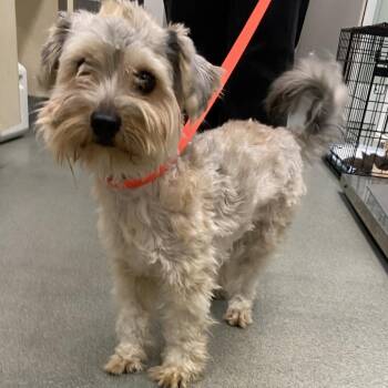 WAGS-Stray-22801 -  Poodle Dog for Adoption in Westminster, California - WAGS-Stray-22801 | PetCurious