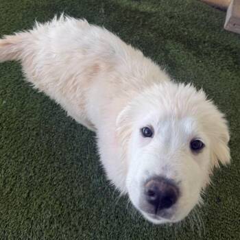 Great Pyrenees Dogs Available for Adoption in Loxahatchee Groves, Florida - Thunder 7833 | PetCurious