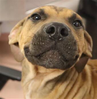 Rescue Mixed Breed Dogs for Adoption in Columbia, South Carolina - MUD | PetCurious