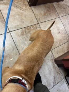 Viewey -  Mixed Breed Dog for Adoption in Cincinnati, Ohio - Viewey | PetCurious