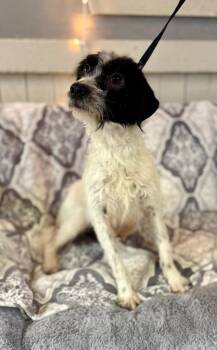 Terrier Dogs Available for Adoption - The Laundry Litter" Mom (STATIC) | PetCurious