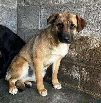 Mixed Breed Dogs Available for Adoption in Munfordville, Kentucky - Scooby | PetCurious