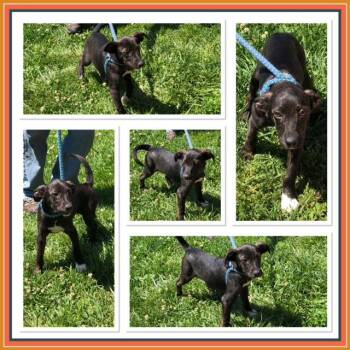 Australian Cattle Dog Blue Heeler and Hound Dogs Available for Adoption in Buckhannon, West Virginia - JAGGER | PetCurious