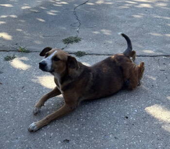 Rescue Labrador Retriever Dogs for Adoption in The Woodlands, Texas - Burger | PetCurious