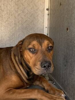 Rescue Retriever and Mixed Breed Dogs for Adoption in Moultrie, Georgia - Jasper | PetCurious