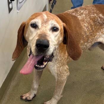 Rescue Hound Dogs for Adoption in Harrisonburg, Virginia - Lincoln | PetCurious