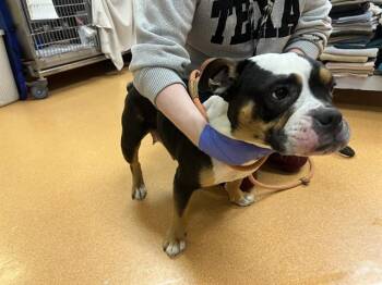 American Bulldog Dogs Available for Adoption in Martinez, California - TAFFY | PetCurious