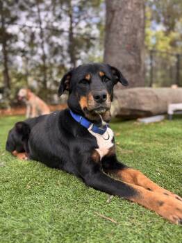 Coonhound Dogs Available for Adoption in Pawleys Island, South Carolina - Shimmer | PetCurious