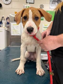 Cazoo -  Hound Dog for Adoption in Mobile, Alabama - Cazoo | PetCurious