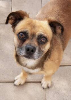 Pug and Spaniel Dogs Available for Adoption in El Cajon, California - Bugsy | PetCurious