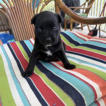 Elio -  Mixed Breed Dog Available for Adoption in Frederiksted, St. Croix - Elio | PetCurious