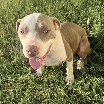 Rescue American Staffordshire Terrier Dogs for Adoption in Kempner, Texas - Felicity | PetCurious