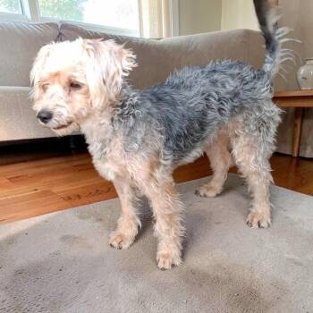 Curry -  Poodle and Yorkshire Terrier Dog for Adoption in San Diego, California - Curry | PetCurious