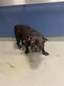 KIKI -  Pit Bull Terrier Dog for Adoption in Doral, Florida - KIKI | PetCurious