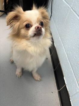 Chihuahua and Pekingese Dogs Available for Adoption - Pen 238 Bradley | PetCurious